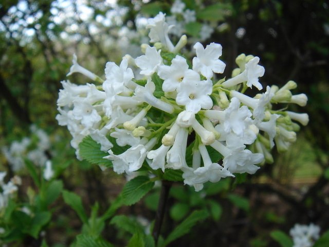 Viburnum farreri 'Alba'